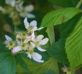 Cluster of Bristly Dewberry, Rubus hispidus Royalty Free Stock Photo