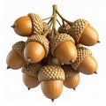 Cluster of Brown Acorns on Branch Against White Background Royalty Free Stock Photo