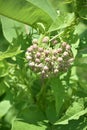 Cluster of Buds on a Common Milkweed