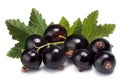 Cluster (bunch) of blackcurrant Royalty Free Stock Photo