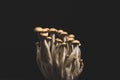 Cluster of clamshell mushrooms on a dark background