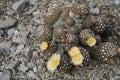 Cluster of cacti Eriosyce odieri ssp. glabrescens in blossom. The yellow funnel like flowers near the apex.