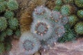 Cluster of cacti in Latin called Mammillaria bocasana Poselger with flowers and flower buds.