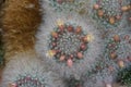 Cluster of cacti in Latin called Mammillaria bocasana Poselger with flowers and flower buds.