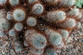 Cluster of Cacti with Radiating Spines