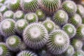 Cluster of Cacti, Small Spiny Cactus, Green