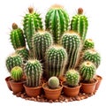 Cluster of cacti on white background Royalty Free Stock Photo