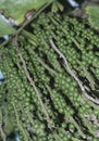 cluster of Caryota mitis fruits - round-shaped fruits.