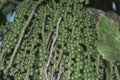 cluster of Caryota mitis fruits - round-shaped fruits.