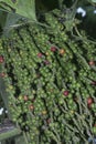 cluster of Caryota mitis fruits - round-shaped fruits.