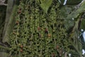 cluster of Caryota mitis fruits - round-shaped fruits.