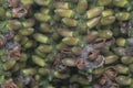 cluster of the Caryota urens fruits - elongate-shaped fruits.