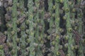 cluster of the Caryota urens fruits - elongate-shaped fruits.