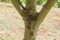 Pupae On Tree Trunk