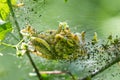 Cluster of caterpillars in webbing