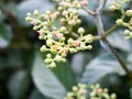 Cluster of cayratia japonica flowers 2 Royalty Free Stock Photo