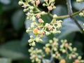 Cluster of cayratia japonica flowers 1