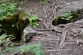 Cluster of cedar tree roots growing between limestone rock crevices Royalty Free Stock Photo