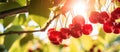 A cluster of cherries dangles gracefully from a tree branch Royalty Free Stock Photo