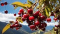 A cluster of cherries hanging from a tree on a mountain farm, their glossy skins reflecting the clear mountain sky.-