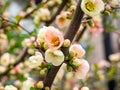 Cluster of Chinese quince blossoms