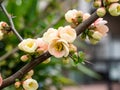 Cluster of Chinese quince blossoms 2