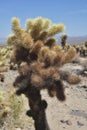 A Cluster of Cholla Cactus Tubercles in California