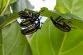 Citrus Weevil On Jackfruit Tree Leaf Royalty Free Stock Photo