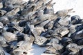 A cluster of city pigeons near the food scattered on the snow. Selective focus Royalty Free Stock Photo