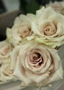 Roses ivory 8054 c2