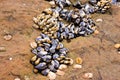 Cluster of claw like barnacles and muscles attached to rocks at the tide pool. Royalty Free Stock Photo