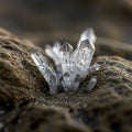 Cluster of clear quartz crystals (SiO2) emerging from a textured rock surface. The