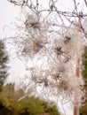 Cluster of Clematis Vitalba Seed Heads Royalty Free Stock Photo