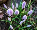 Cluster of closed purple crocus flowers Royalty Free Stock Photo