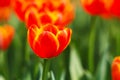 A cluster of orange tulip flowers in the garden Royalty Free Stock Photo