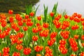 A cluster of pink tulip flowers beside the pond Royalty Free Stock Photo