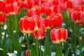 A cluster of tulip flowers in pink Royalty Free Stock Photo