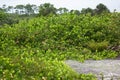 Cluster of Cocoplum in Florida Royalty Free Stock Photo