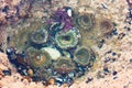 Cluster of colorful sea anemone, black turban snail and muscles marine life.