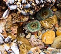 Cluster of colorful sea anemones surrounded by mucles