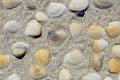 Cluster of colorful seashells in beach sand Royalty Free Stock Photo