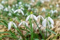 Cluster of common snowdrop flower