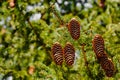 Conifer cone cluster hanging off tree branches