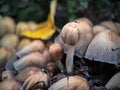 Cluster of Coprinellus micaceus fungus