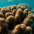 Cluster of coral polyps (Anthozoa) underwater in a marine environment. The corals Royalty Free Stock Photo