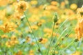 A Cluster of Cosmic Yellow Cosmos Flower