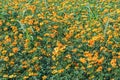 A Cluster of Cosmic Yellow Cosmos Flower
