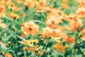 A Cluster of Cosmic Yellow Cosmos Flower