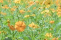 A Cluster of Cosmic Yellow Cosmos Flower