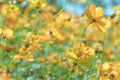 A Cluster of Cosmic Yellow Cosmos Flower